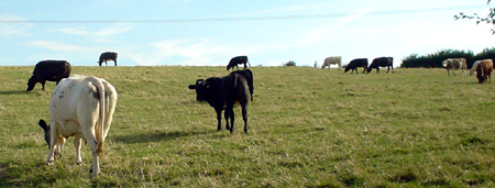 malmesbury cows