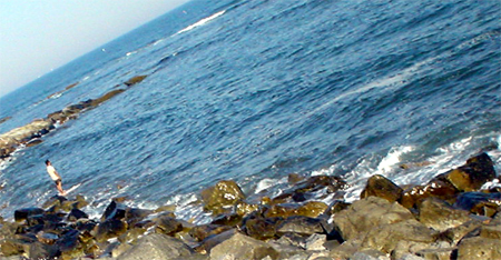 newport rock cliff walk